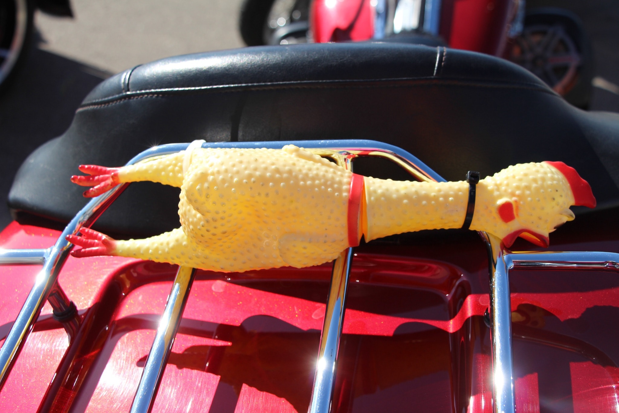 Rubber chicken strapped to the back rack of a red Harley-Davidson at the charity ride