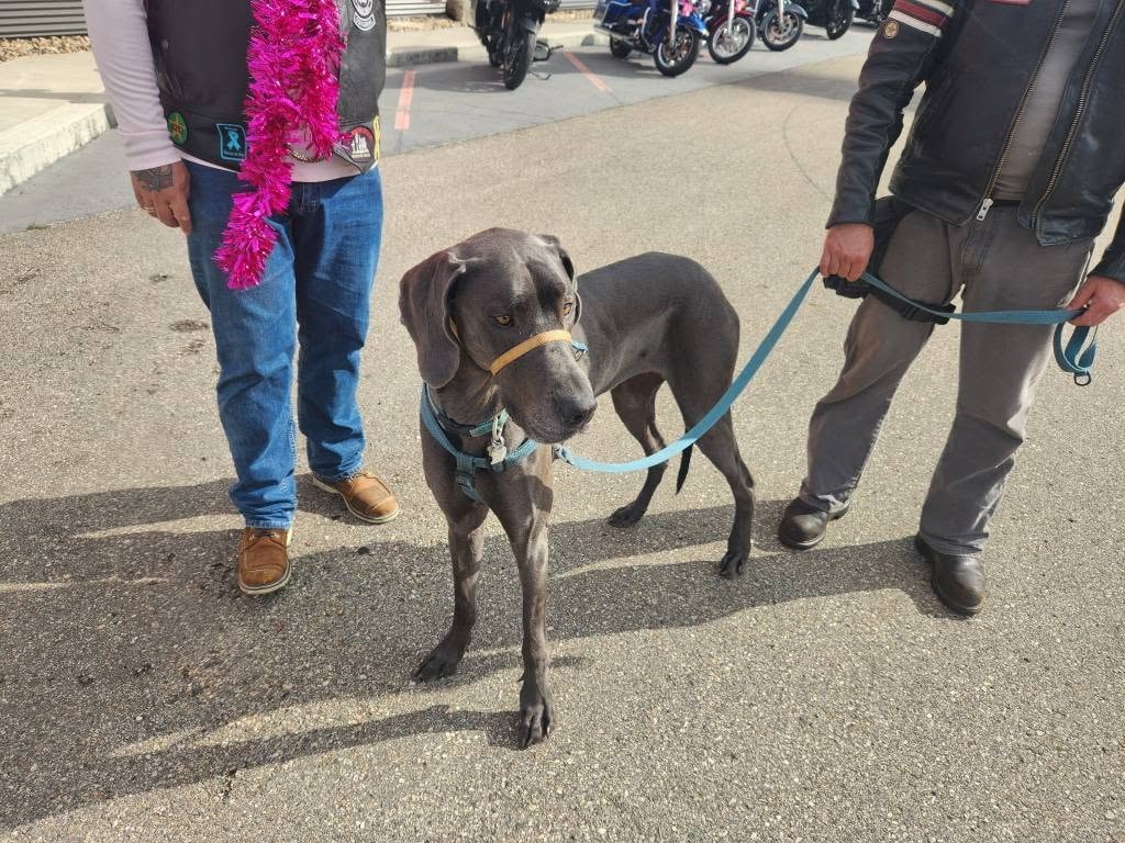 Grey Weimaraner dog on a blue leash standing in the Prairie HD parking lot between two riders at the 2025 Breast Cancer Awareness Ride